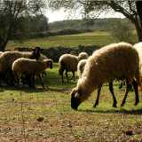 Pecore mosce al pascolo